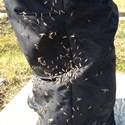 Mosquitos on pants.